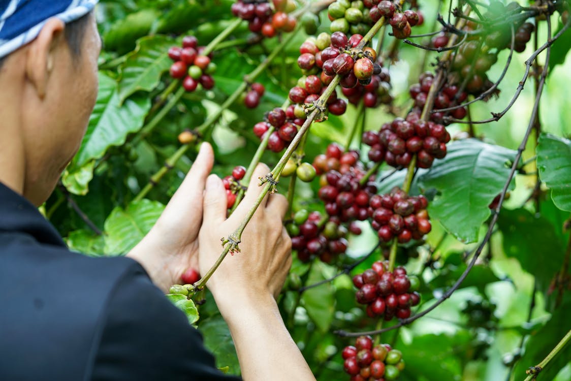 Thu hoạch cà phê ở Lâm Đồng