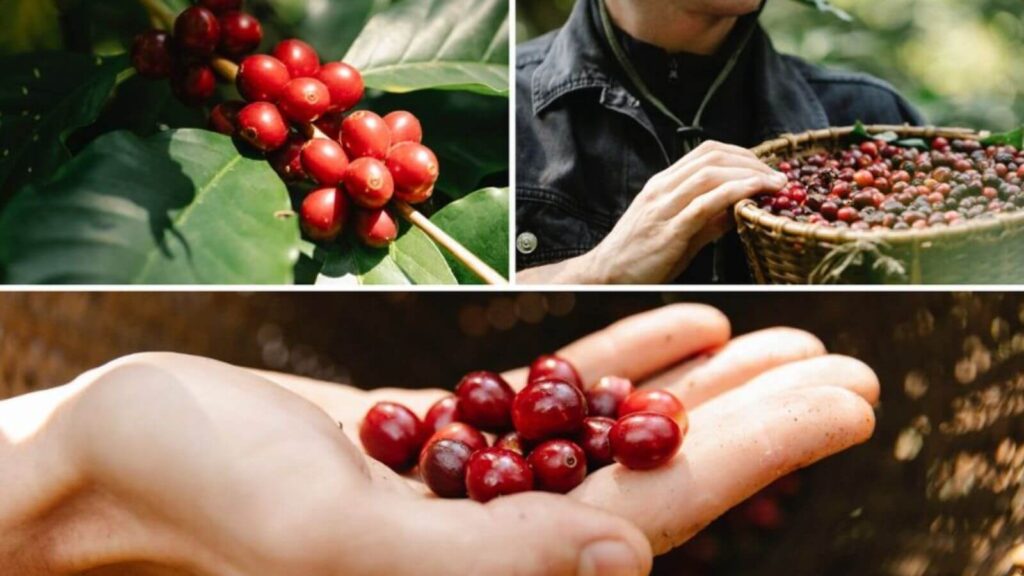 Hành Trình Hương Vị Bí Mật Tạo Nên Tách Cà Phê Nguyên Bản