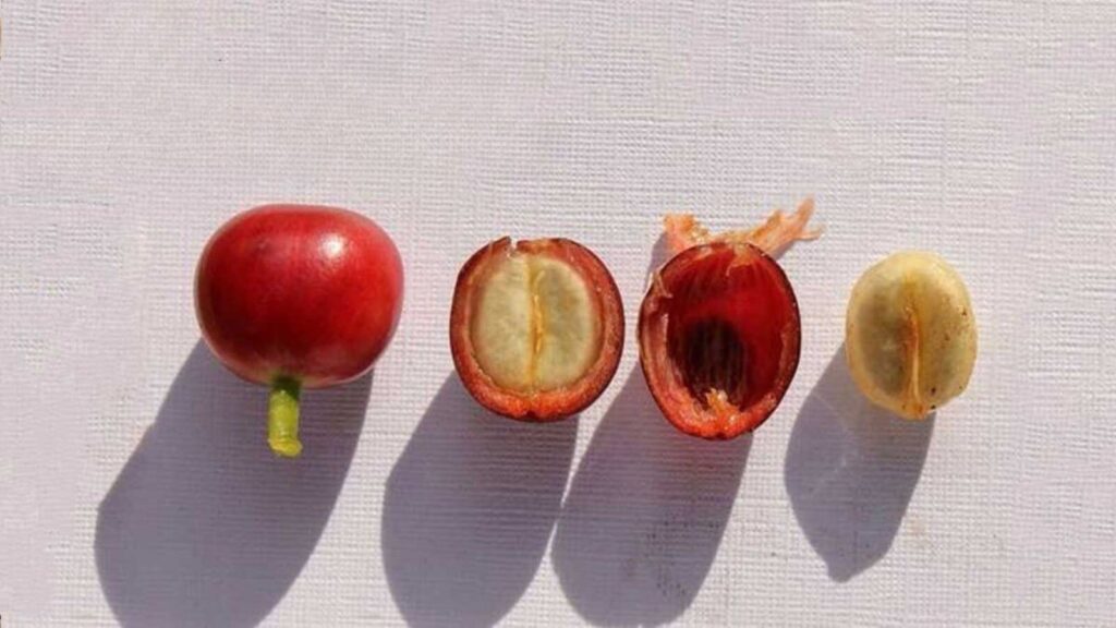 Khám Phá Cấu Trúc Hoàn Hảo Của Quả Cà Phê