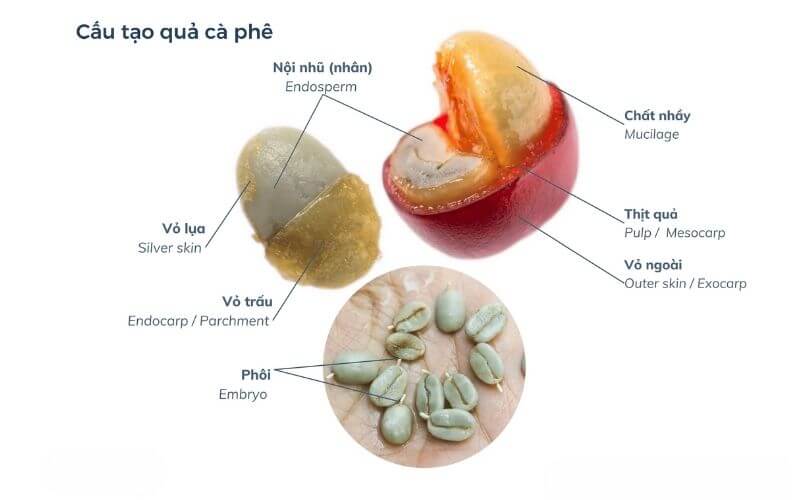 Khám Phá Thiết Kế Hoàn Hảo Của Quả Cà Phê