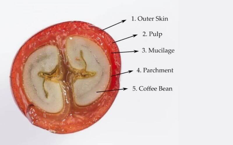Khám Phá Thiết Kế Hoàn Hảo Của Quả Cà Phê