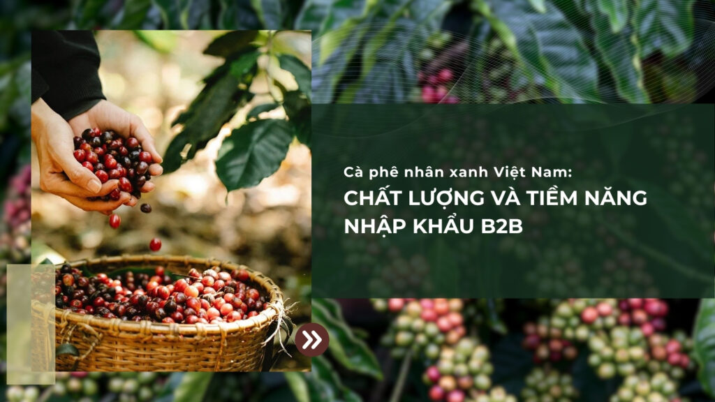 Cà Phê Nhân Xanh Việt Nam: Chất Lượng Và Tiềm Năng Nhập Khẩu B2B
