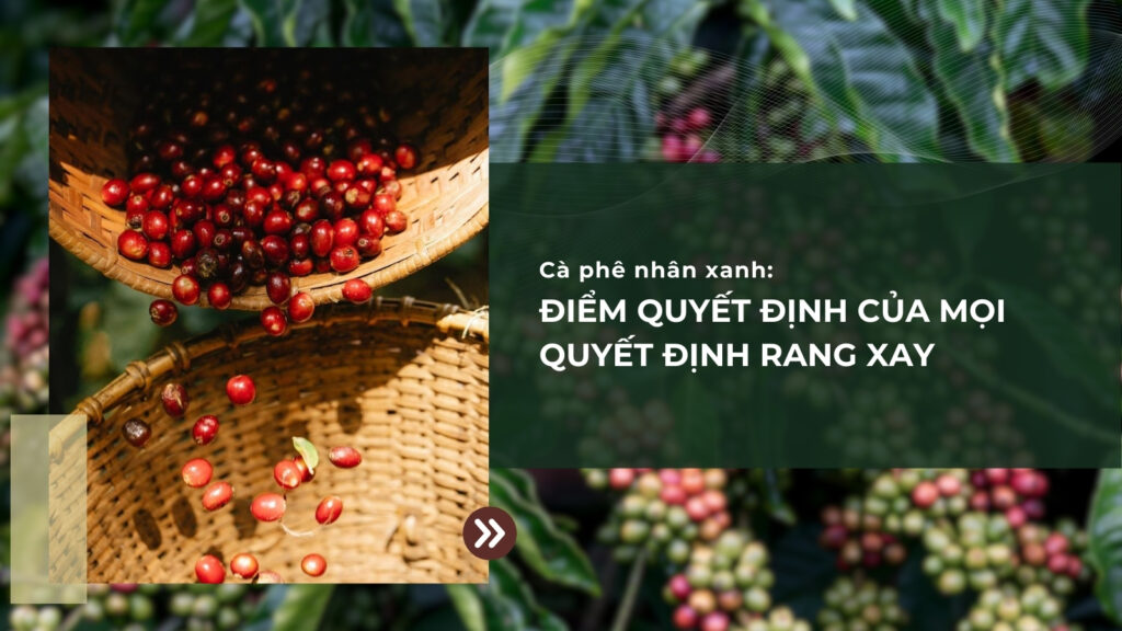 Cà phê nhân xanh: điểm xuất phát của mọi quyết định rang xay