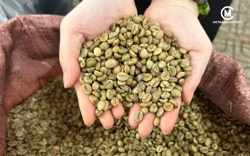 Green Coffee: The Starting Point Of Every Roasting Decision