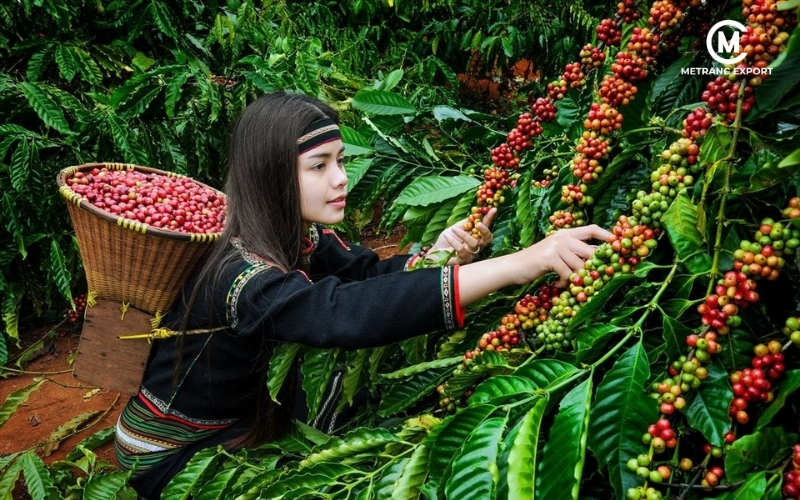 Vietnamese Green Coffee Beans: Quality And Potential B2B Import