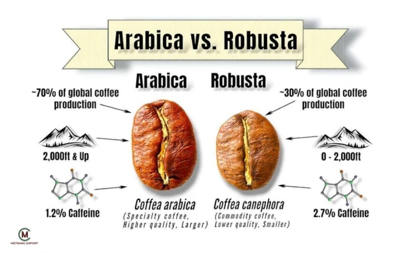 Vietnamese Green Coffee Beans: Quality And Potential B2B Import