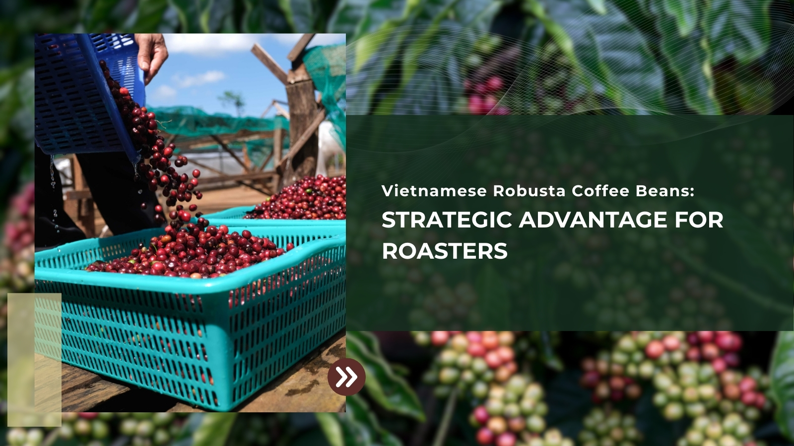 Vietnamese Robusta Coffee Beans: Advantages for Roasters