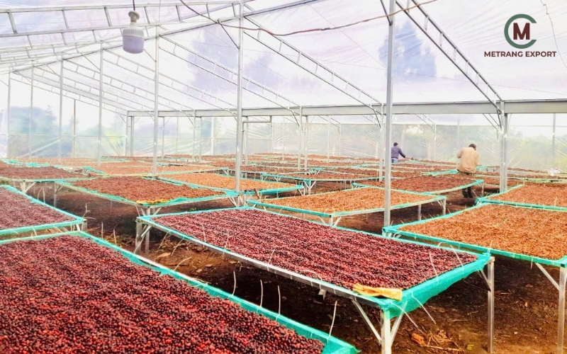 Vietnamese Robusta Coffee Beans: Strategic Advantage for Roasters