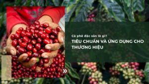 Cà phê đặc sản là gì? Tiêu chuẩn và ứng dụng cho thương hiệu