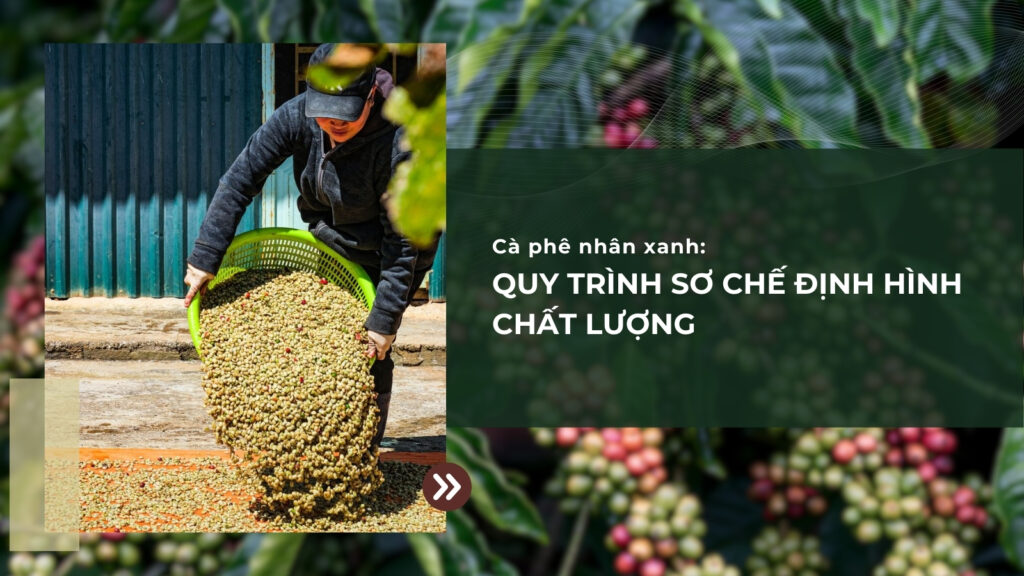 Cà phê nhân xanh: Quy trình sơ chế định hình chất lượng