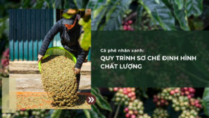 Cà phê nhân xanh: Quy trình sơ chế định hình chất lượng