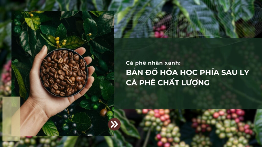 Cà phê nhân xanh: Bản đồ hóa học phía sau ly cà phê chất lượng