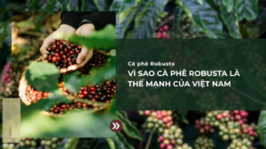 Vì sao cà phê Robusta là thế mạnh của Việt Nam?