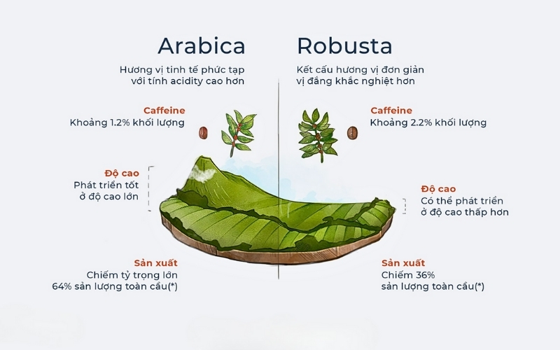 Vì sao cà phê Robusta là thế mạnh của Việt Nam?