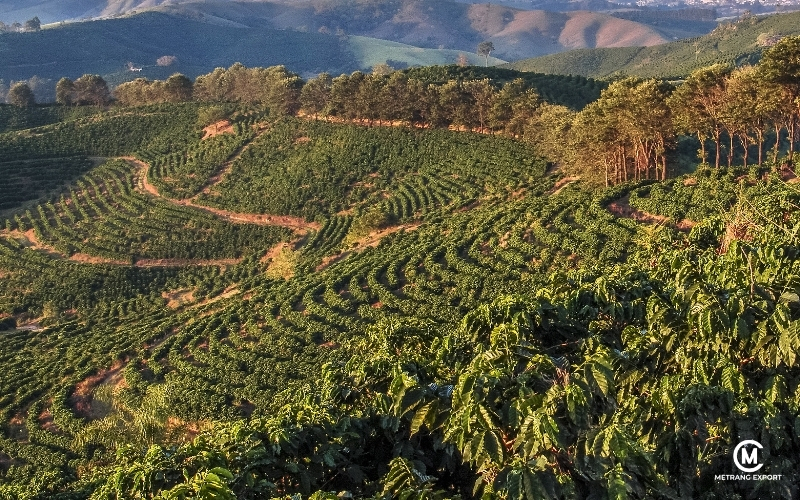 Vì sao cà phê Robusta là thế mạnh của Việt Nam? 