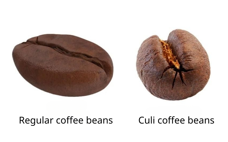 Culi Robusta Coffee Beans: Small Beans, Big Bold Flavor