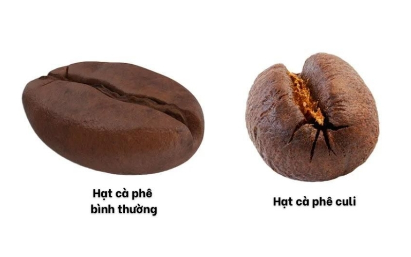 Culi Robusta: Hạt Cà Phê Dành Cho Tín Đồ Gu Mạnh