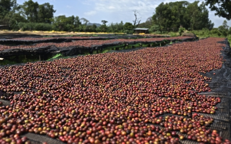 Green Bean Coffee Processing: Quality Control for B2B Buyers