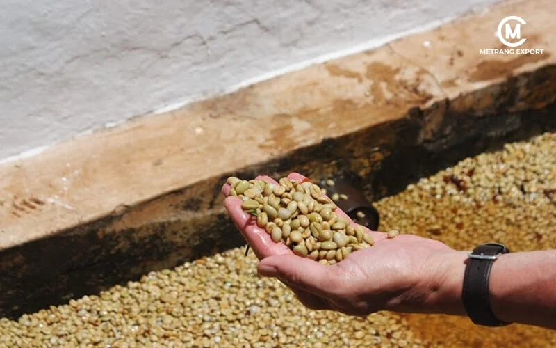 Green Bean Coffee Processing: Quality Control for B2B Buyers