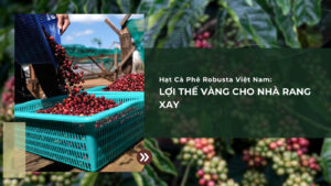 Hạt Cà Phê Robusta Việt Nam: Lợi Thế Vàng Cho Nhà Rang Xay