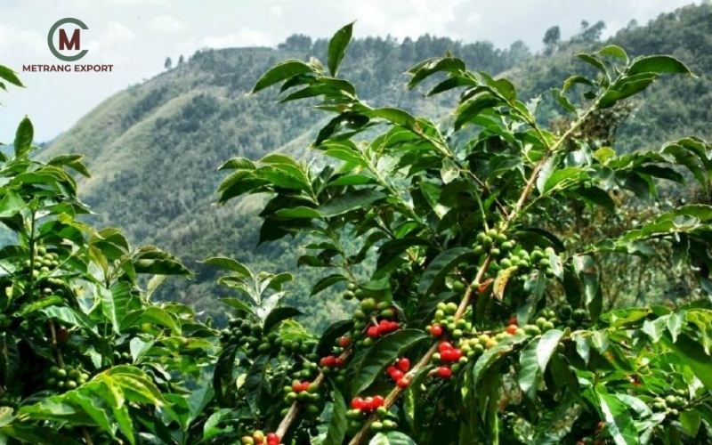 Hạt Cà Phê Robusta Việt Nam: Lợi Thế Vàng Cho Nhà Rang Xay