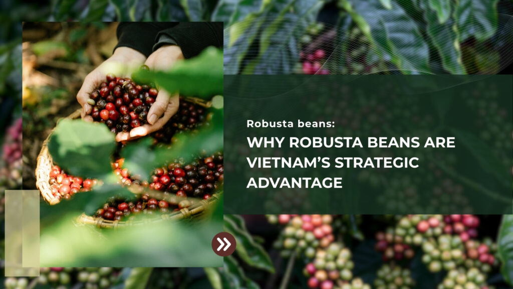 Why Robusta Beans Are Vietnam’s Strategic Advantage