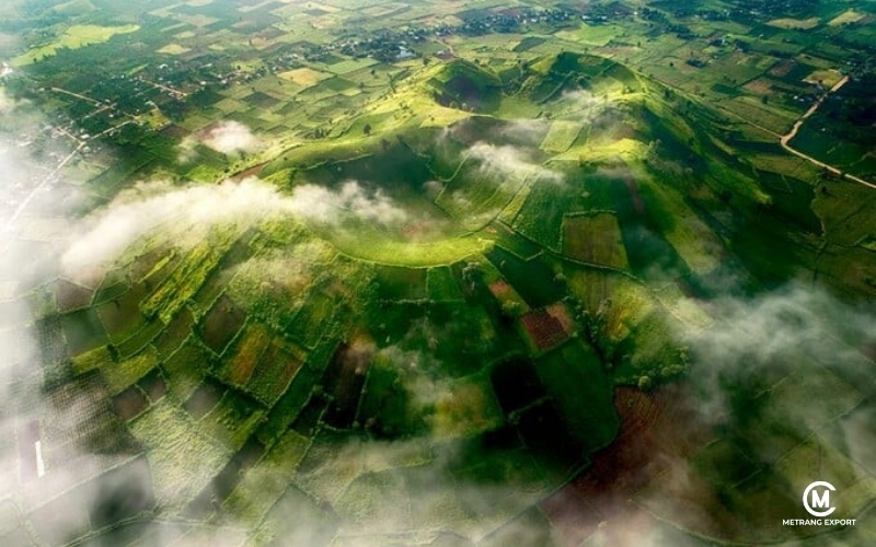 Why Robusta Beans Are Vietnam’s Strategic Advantage