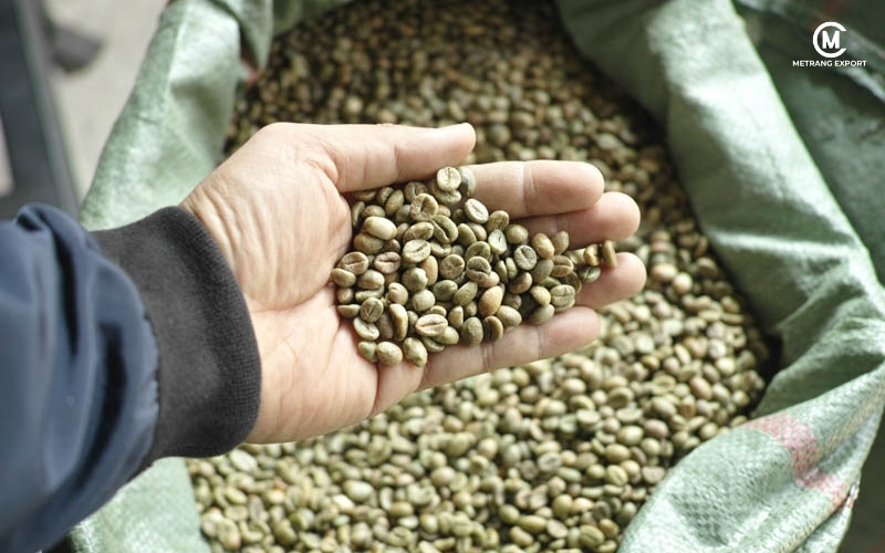Why Robusta Beans Are Vietnam’s Strategic Advantage