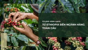 Cà Phê Nhân Xanh: Từ Ethiopia đến ngành hàng toàn cầu