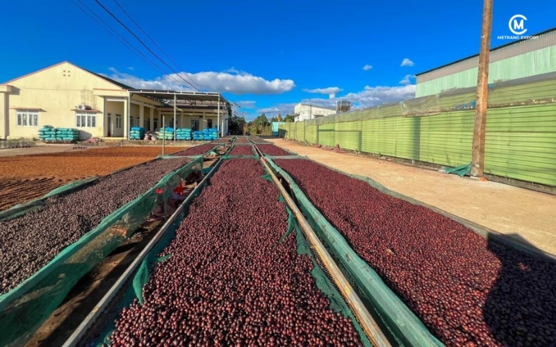 Vì sao cà phê nhân xanh sơ chế khô giữ được trọn vị nguyên bản?