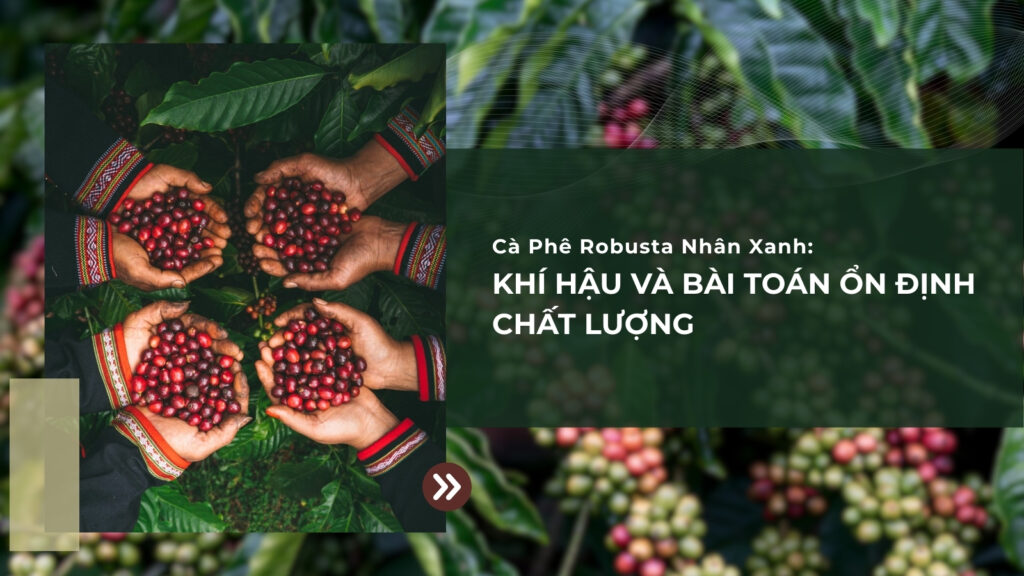 Cà Phê Robusta Nhân Xanh: Khí Hậu Và Bài Toán Ổn Định Chất Lượng