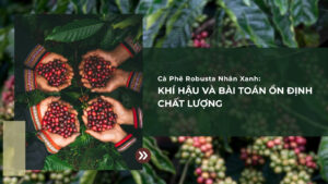 Cà Phê Robusta Nhân Xanh: Khí Hậu Và Bài Toán Ổn Định Chất Lượng