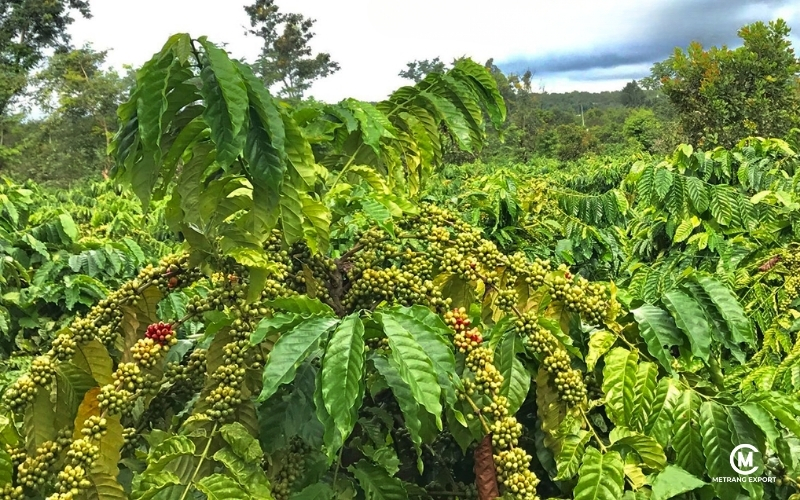 Cà Phê Robusta Nhân Xanh: Khí Hậu Và Bài Toán Ổn Định Chất Lượng