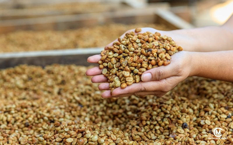 Fine Green Robusta Coffee: From Commodity To Controlled Quality