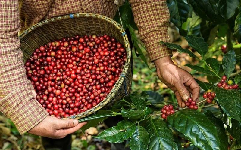 Fine Green Robusta Coffee: From Commodity To Controlled Quality