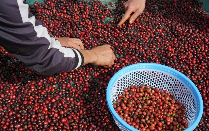 Fine Robusta nhân xanh: Nâng chuẩn để tạo khác biệt