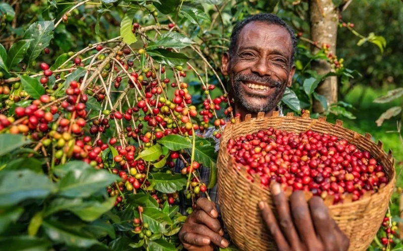 Green Coffee Bean: From Ethiopia to a Global Commodity Language