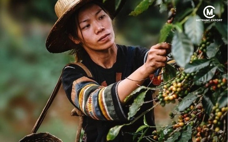 Me Trang Coffee: Gìn giữ vị xưa, kiến tạo giá trị