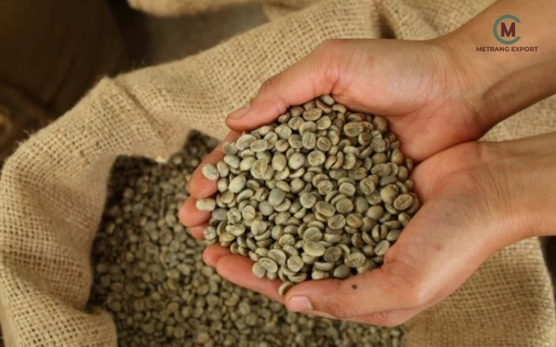 MeTrang Coffee: From Heritage To Strategic Global Supply Excellence