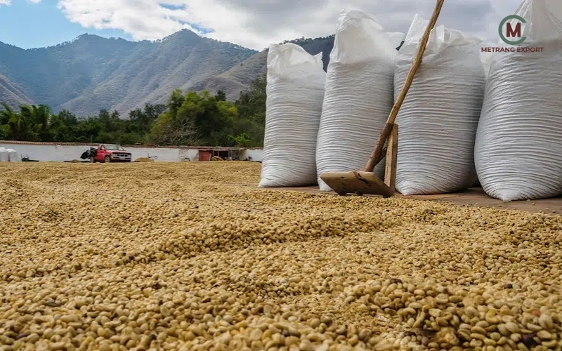 Metrang Coffee Vietnam: A Legacy Of Pure Vietnamese Coffee