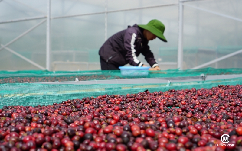 Why Does Natural Green Coffee Retain Full Original Flavor?