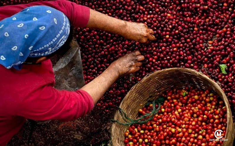 Why Does Natural Green Coffee Retain Full Original Flavor?