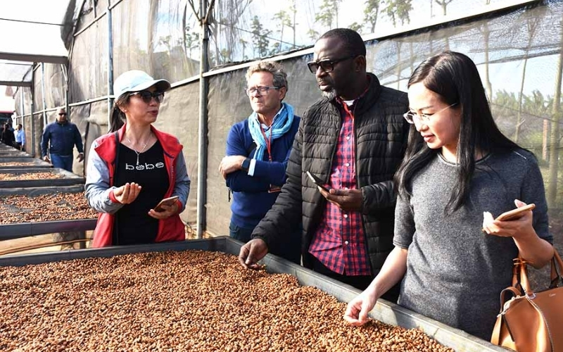 Why Does Natural Green Coffee Retain Full Original Flavor?