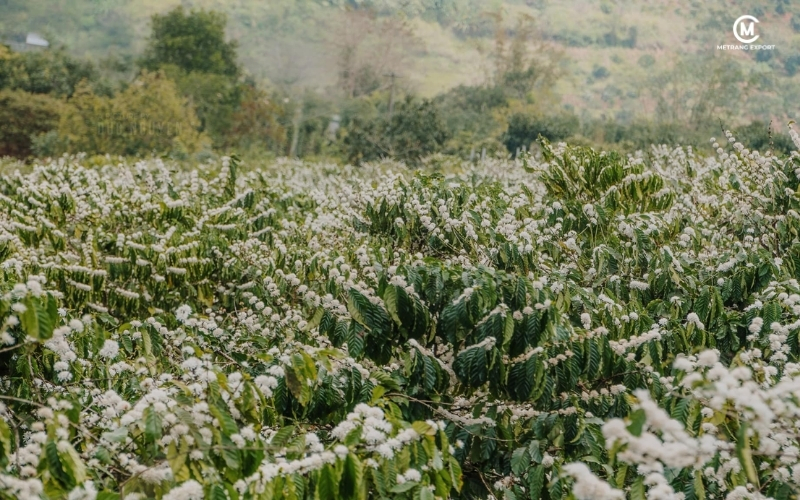Robusta Green Coffee Bean: How Climate Shapes Consistent Quality