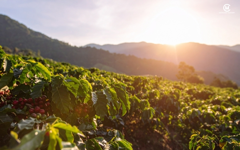 Robusta Green Coffee Bean: How Climate Shapes Consistent Quality