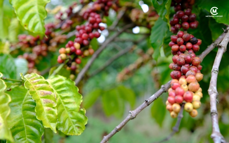 Robusta Green Coffee Bean: How Climate Shapes Consistent Quality