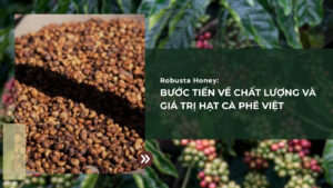 Robusta Honey: Bước tiến về chất lượng và giá trị hạt cà phê Việt