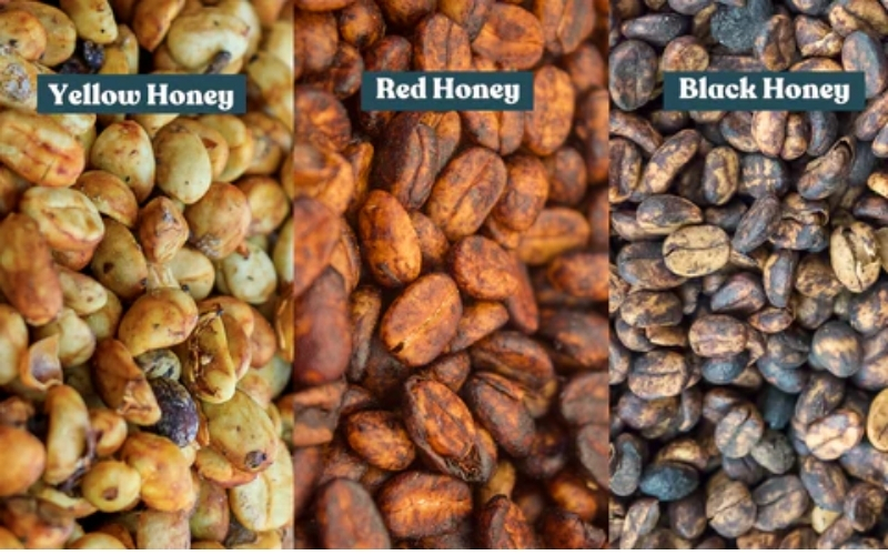 Robusta Honey: A Strategic Leap in Quality for Vietnamese Coffee