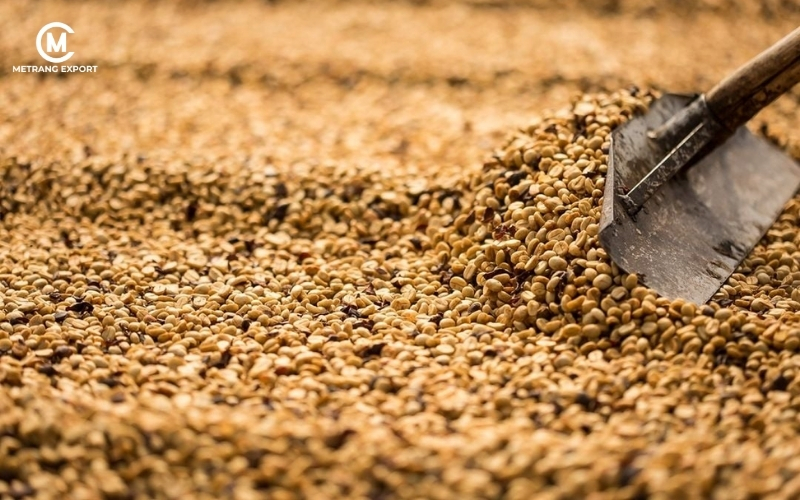 Robusta Honey: Bước tiến về chất lượng và giá trị hạt cà phê Việt