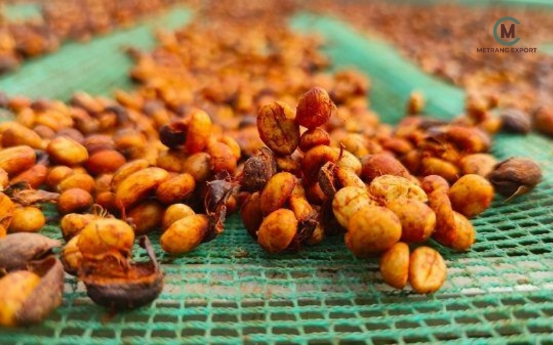 Robusta Honey: Bước tiến về chất lượng và giá trị hạt cà phê Việt